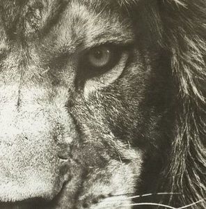 Meet your Posher, Leo